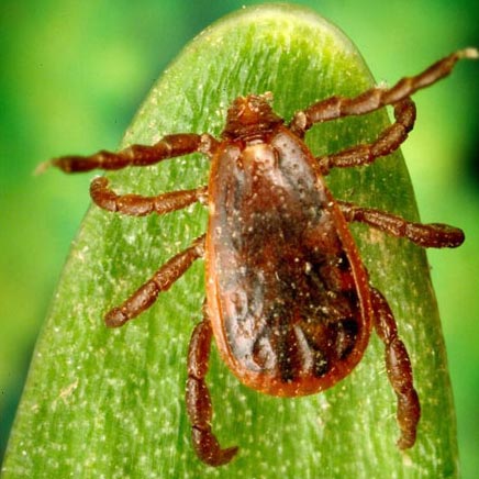 TickTwister by OTOM 2 hook pack