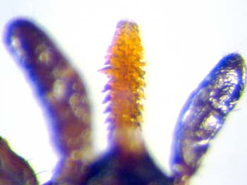 tick hypostome with backward facing barbs