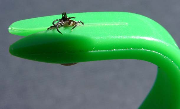 Large hook medium tick