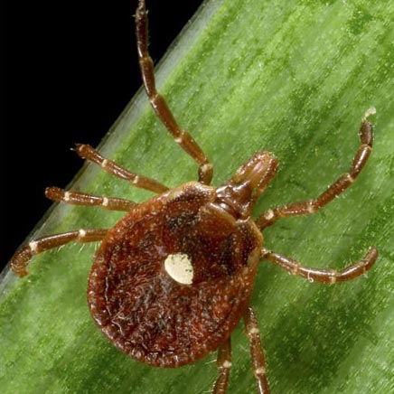 TickTwister by OTOM 2 hook pack