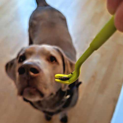 Tick removed from dog