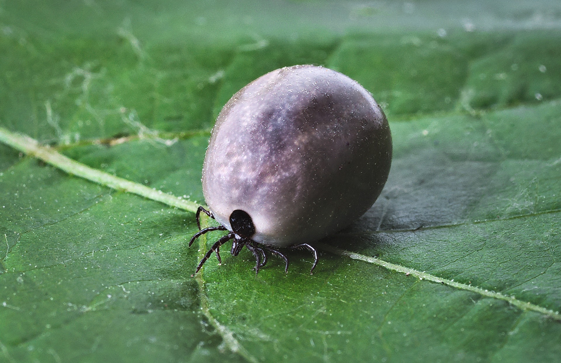 bloated black legged deer tick